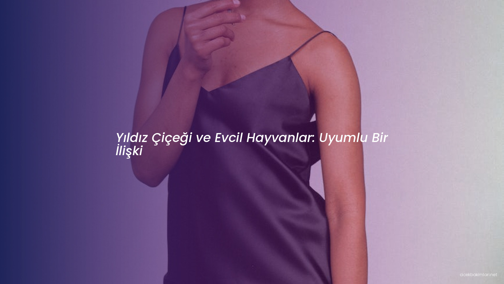 Yıldız Çiçeği ve Evcil Hayvanlar: Uyumlu Bir İlişki