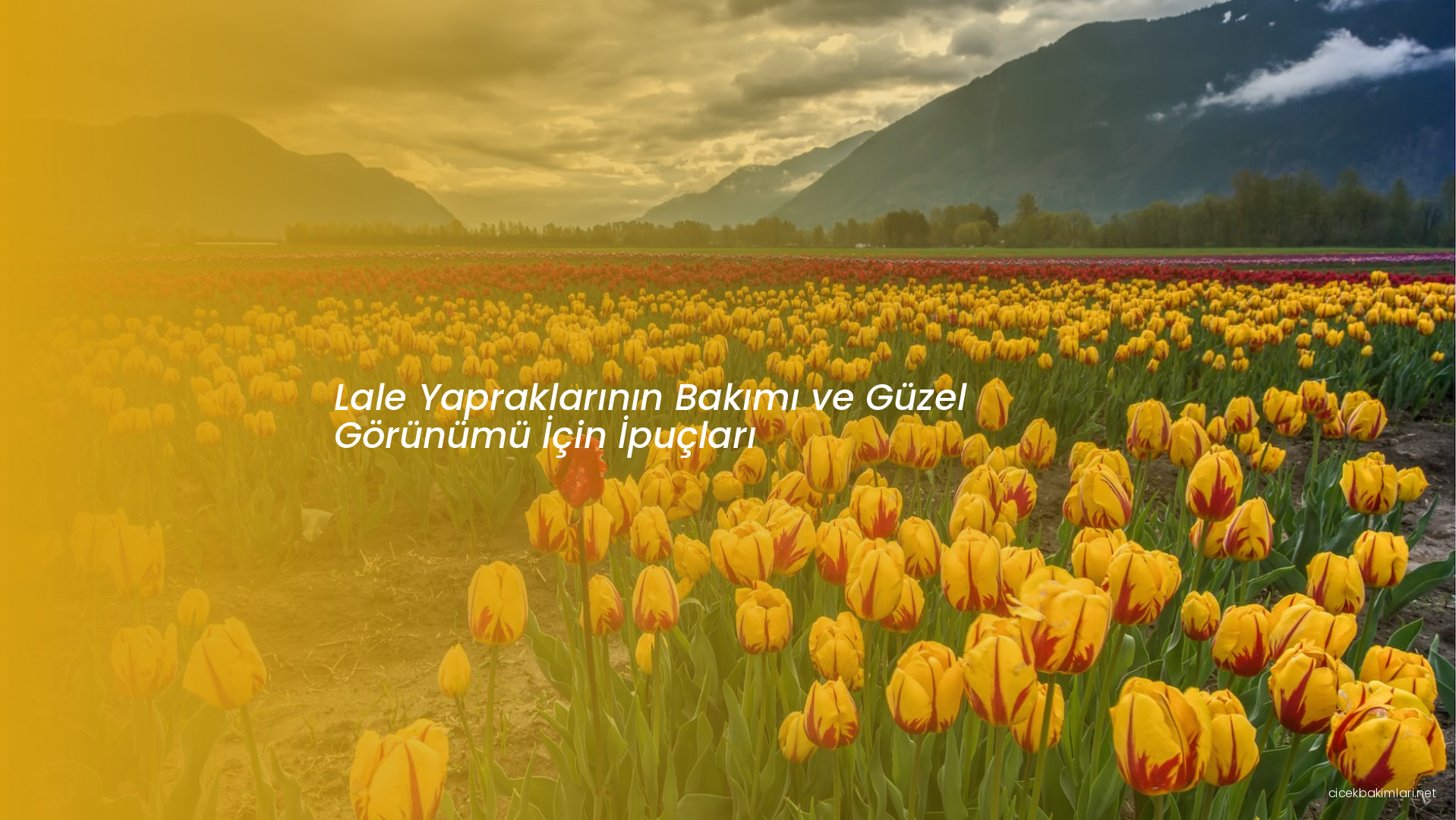 Lale Yapraklarının Bakımı ve Güzel Görünümü İçin İpuçları