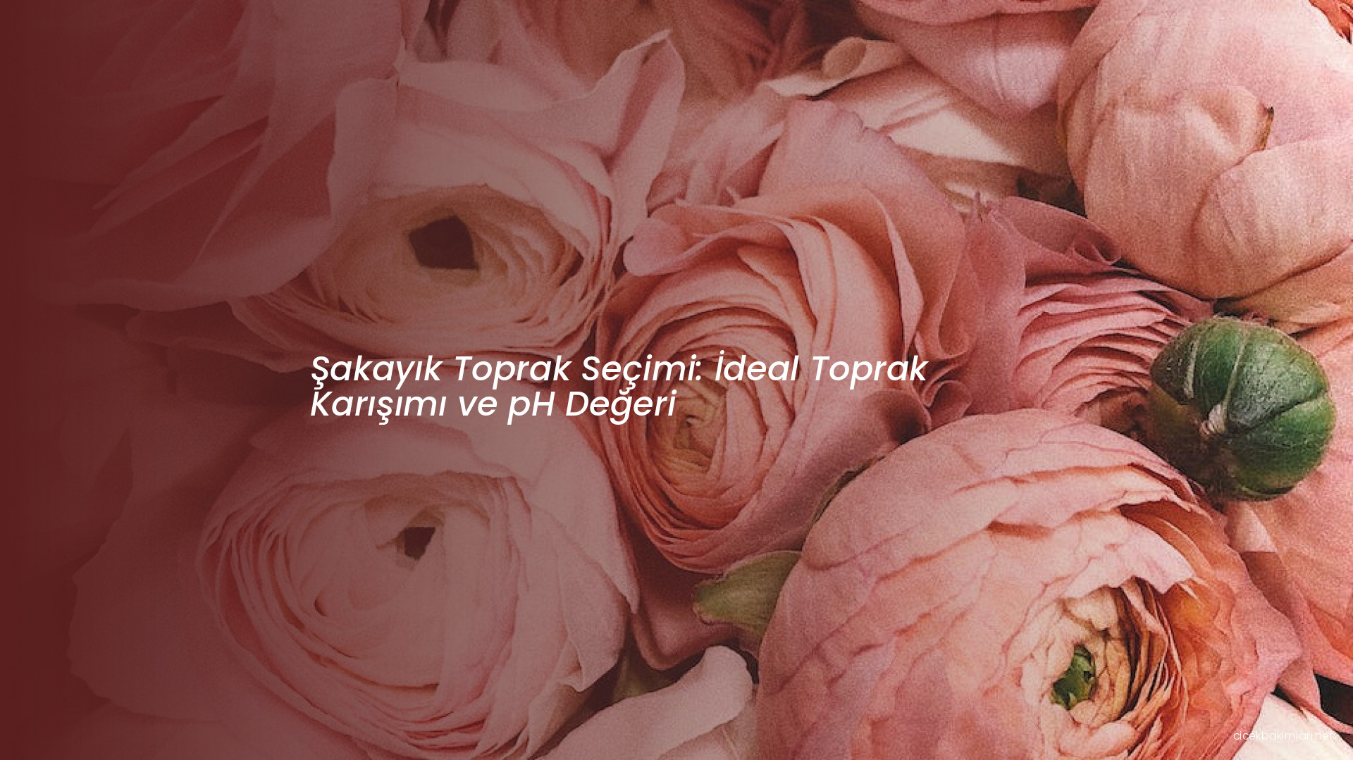 Şakayık Toprak Seçimi: İdeal Toprak Karışımı ve pH Değeri