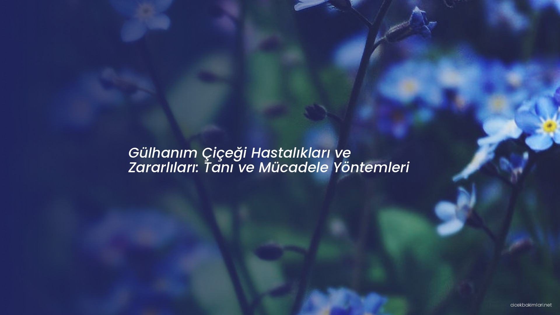 Gülhanım Çiçeği Hastalıkları ve Zararlıları: Tanı ve Mücadele Yöntemleri