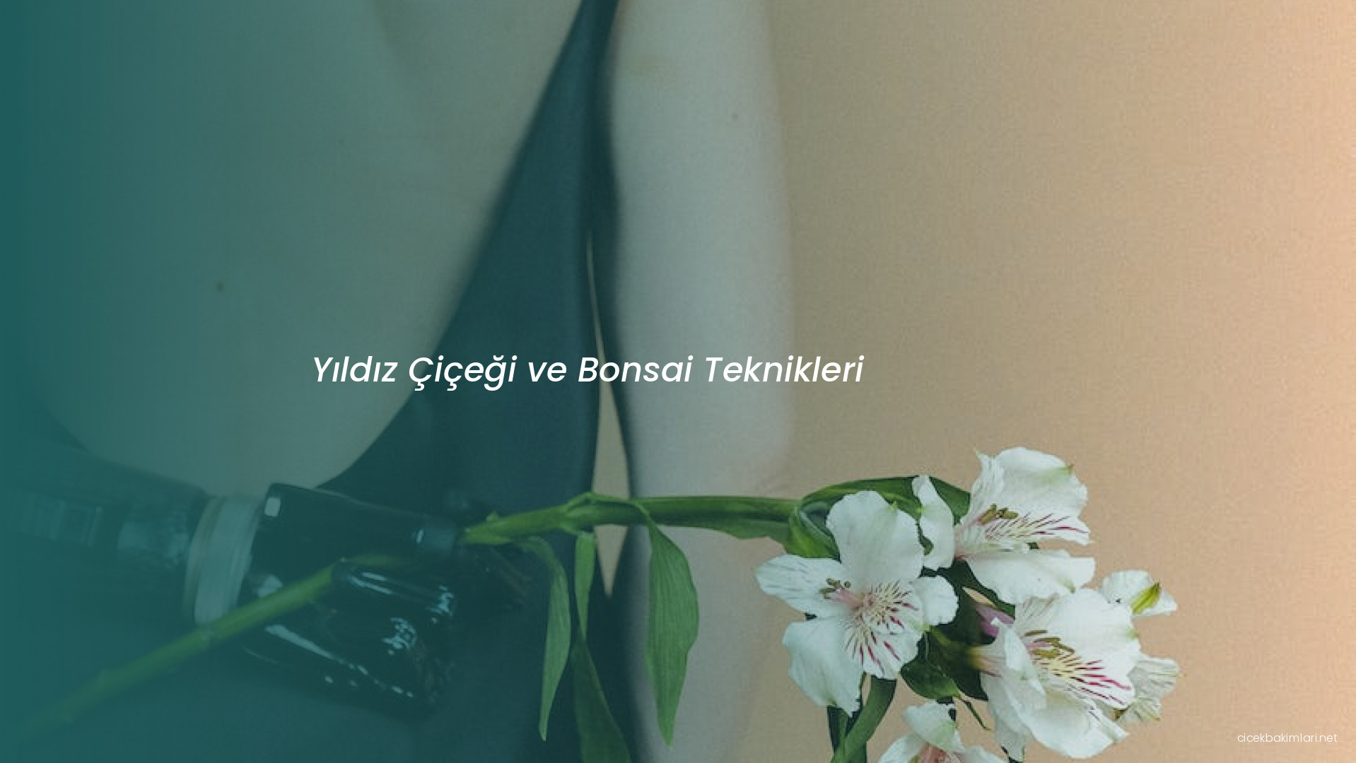 Yıldız Çiçeği ve Bonsai Teknikleri