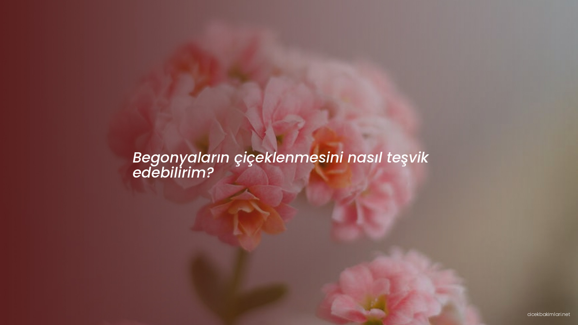 Begonyaların çiçeklenmesini nasıl teşvik edebilirim?