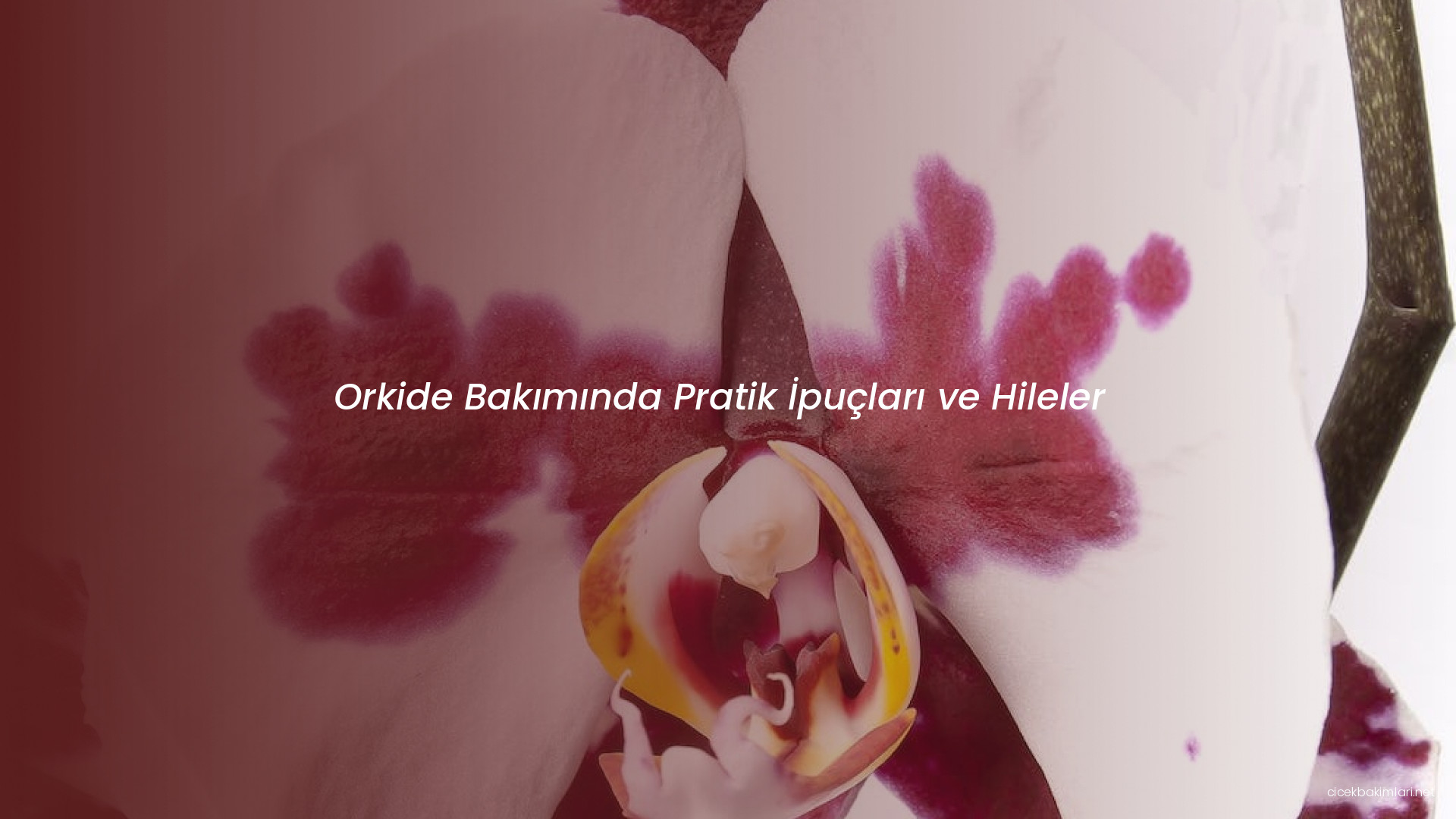 Orkide Bakımında Pratik İpuçları ve Hileler