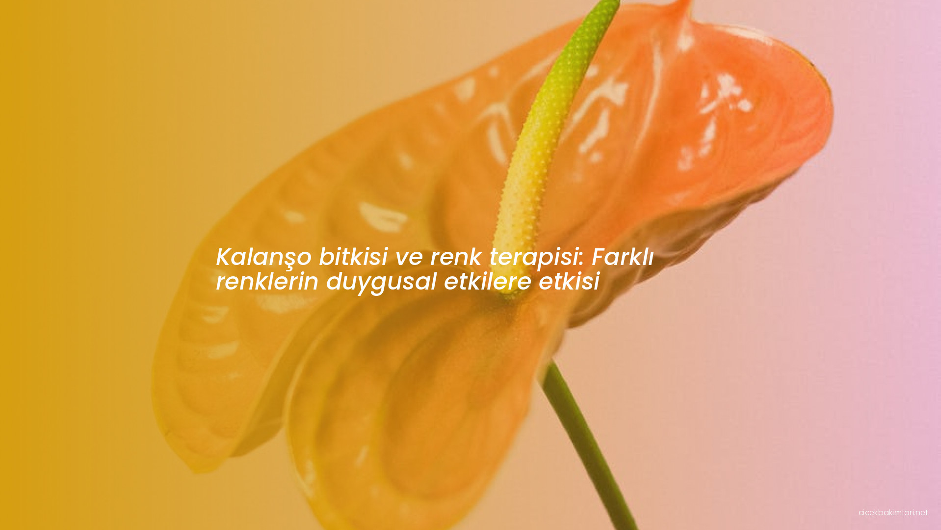 Kalanşo bitkisi ve renk terapisi: Farklı renklerin duygusal etkilere etkisi