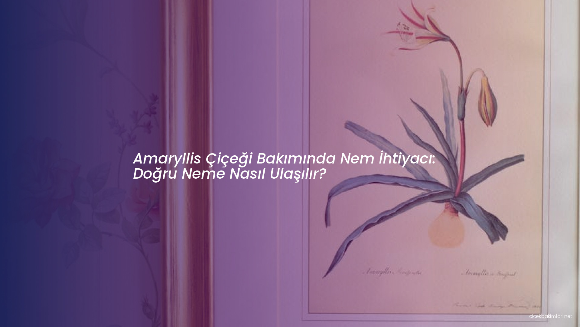 Amaryllis Çiçeği Bakımında Nem İhtiyacı: Doğru Neme Nasıl Ulaşılır?