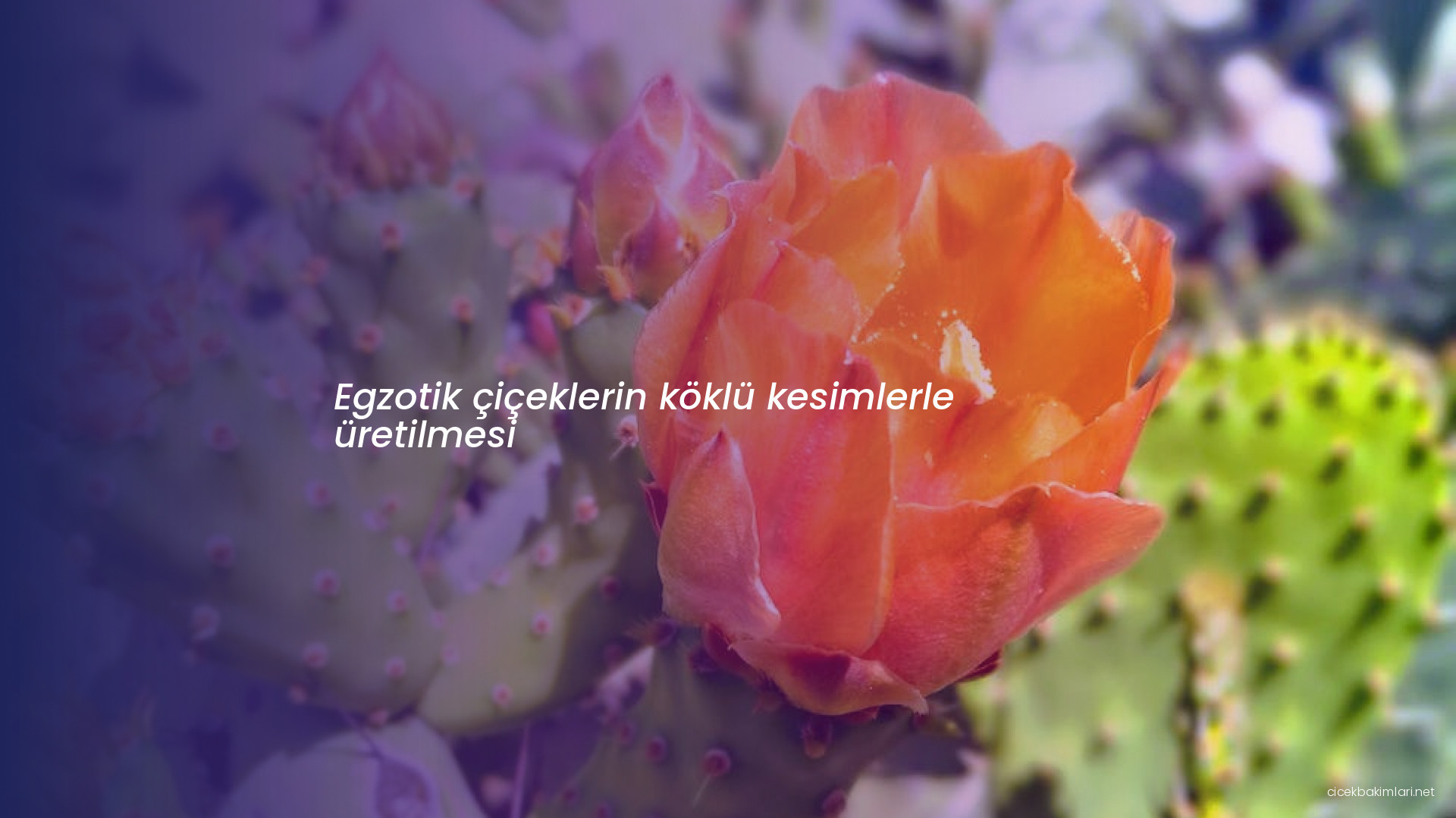 Egzotik çiçeklerin köklü kesimlerle üretilmesi