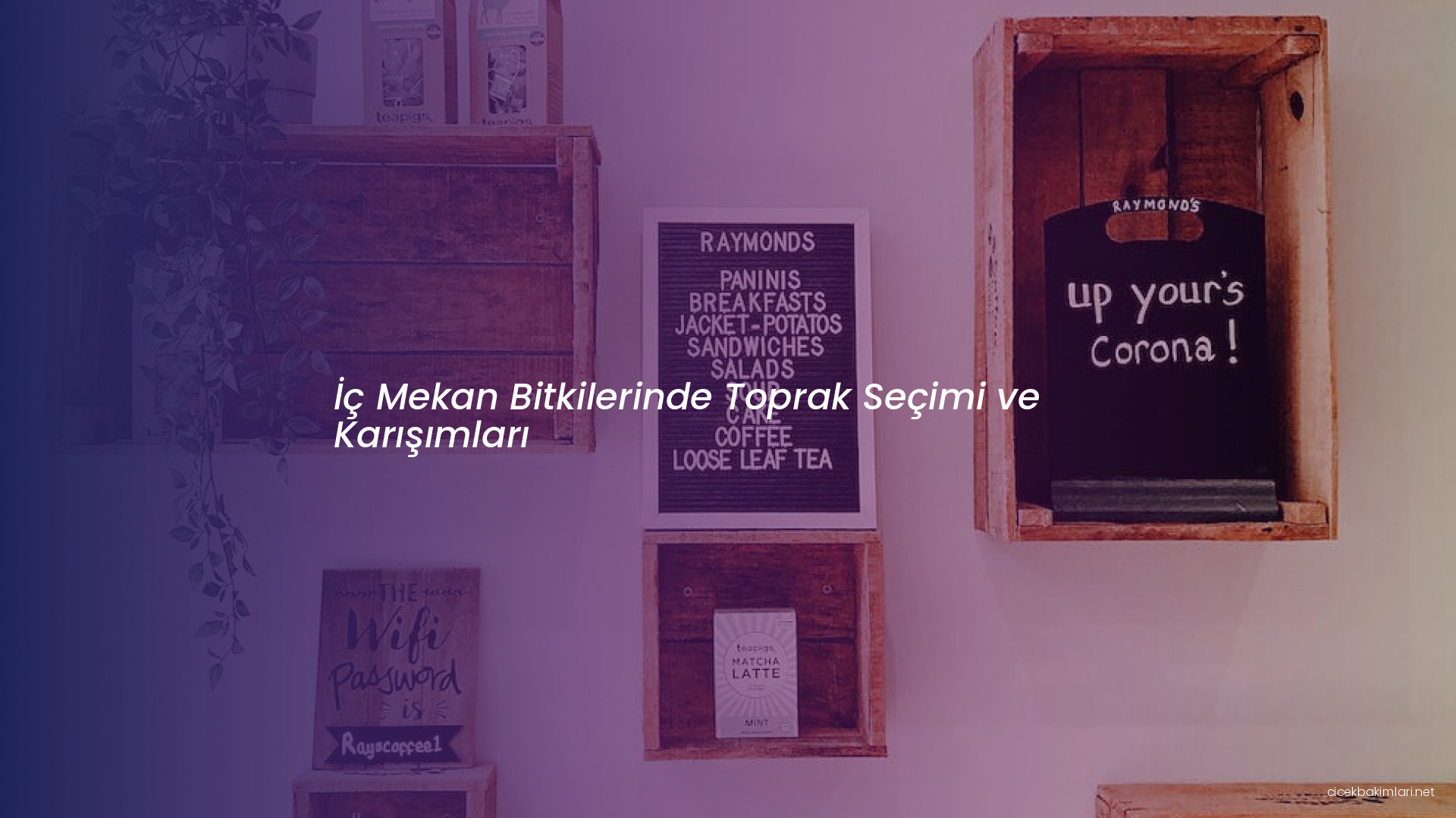 İç Mekan Bitkilerinde Toprak Seçimi ve Karışımları