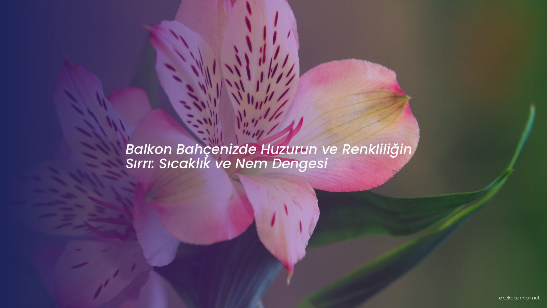 Balkon Bahçenizde Huzurun ve Renkliliğin Sırrı: Sıcaklık ve Nem Dengesi