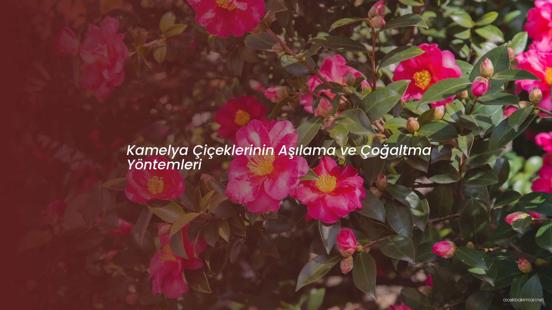 Kamelya Çiçeklerinin Aşılama ve Çoğaltma Yöntemleri