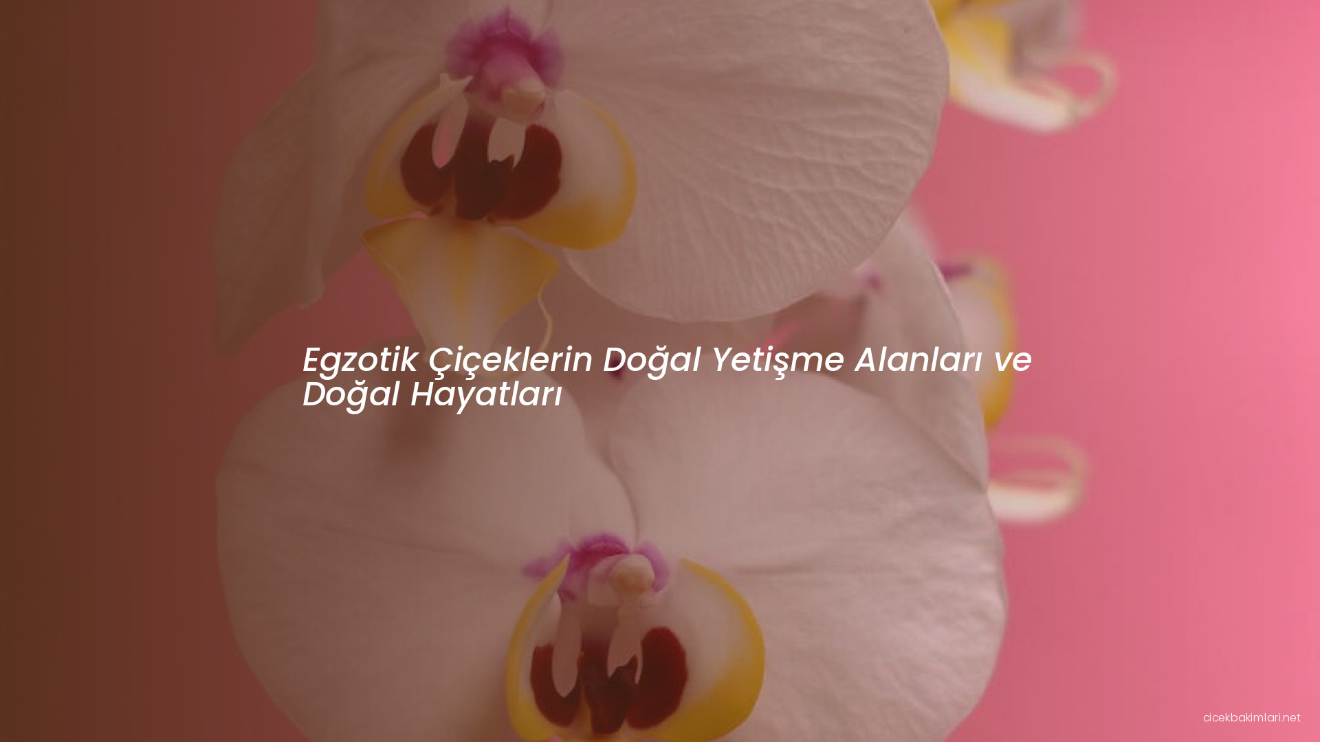 Egzotik Çiçeklerin Doğal Yetişme Alanları ve Doğal Hayatları