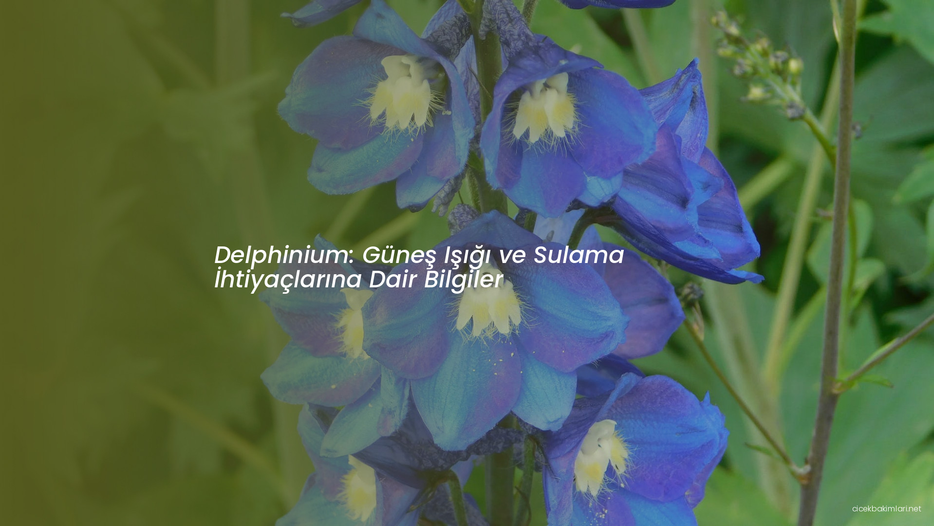 Delphinium: Güneş Işığı ve Sulama İhtiyaçlarına Dair Bilgiler