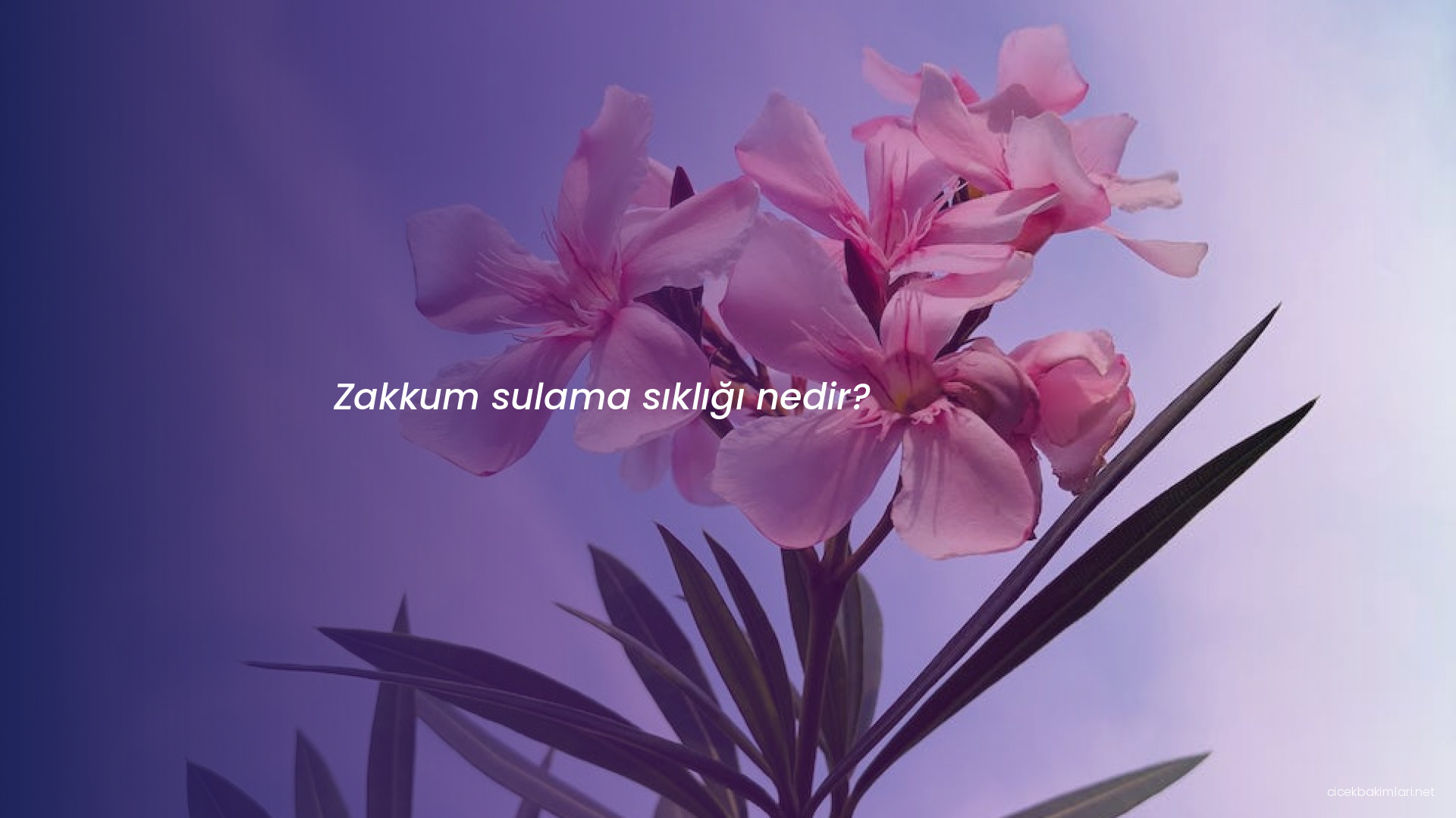 Zakkum sulama sıklığı nedir?