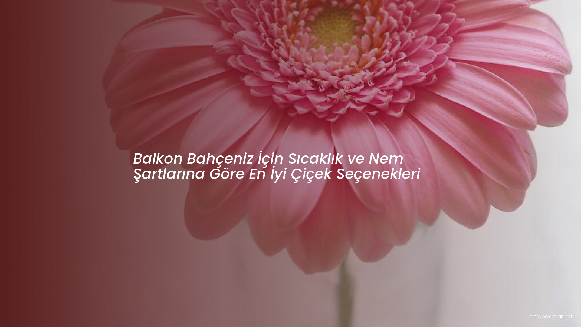 Balkon Bahçeniz İçin Sıcaklık ve Nem Şartlarına Göre En İyi Çiçek Seçenekleri