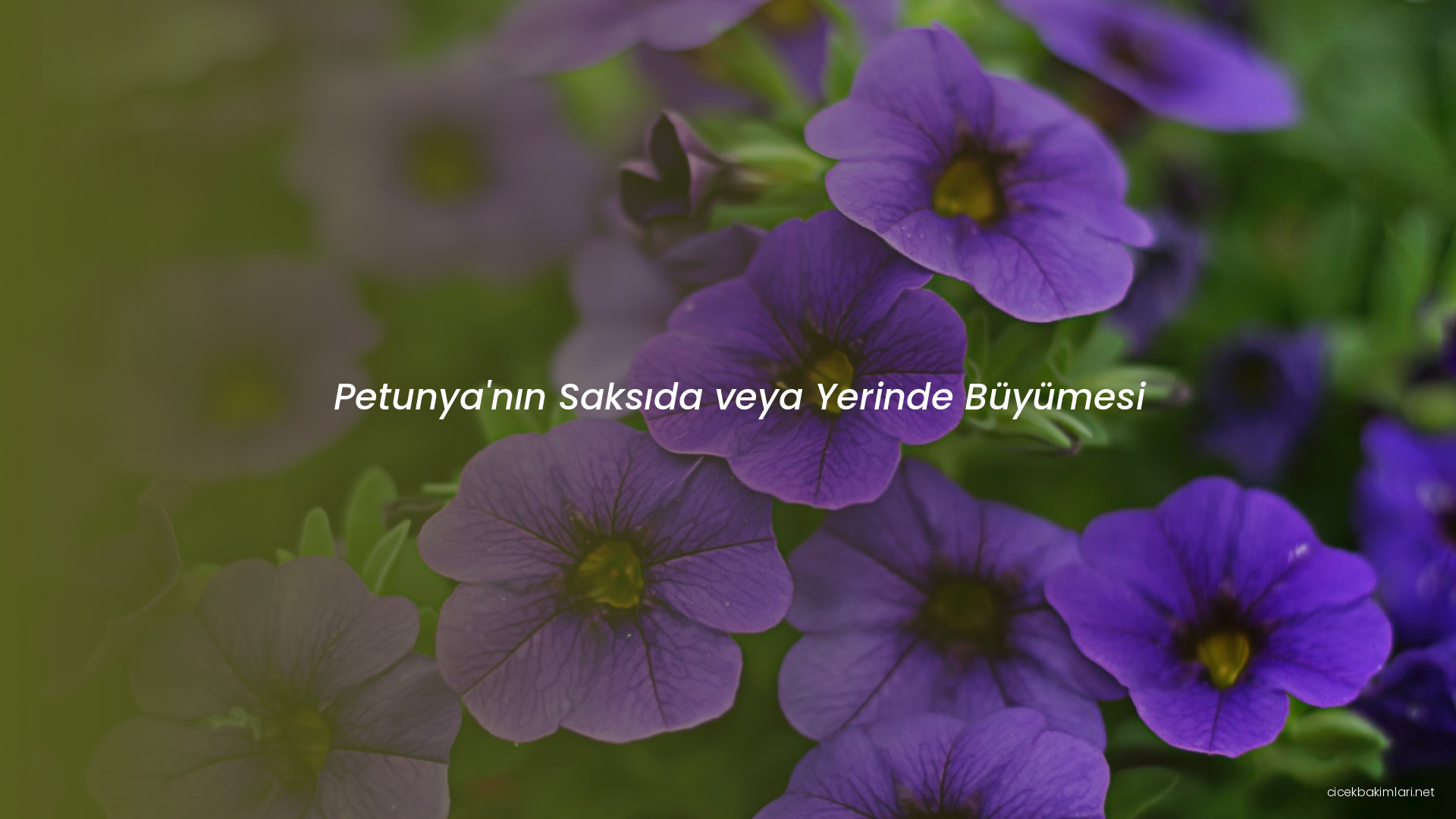 Petunya'nın Saksıda veya Yerinde Büyümesi