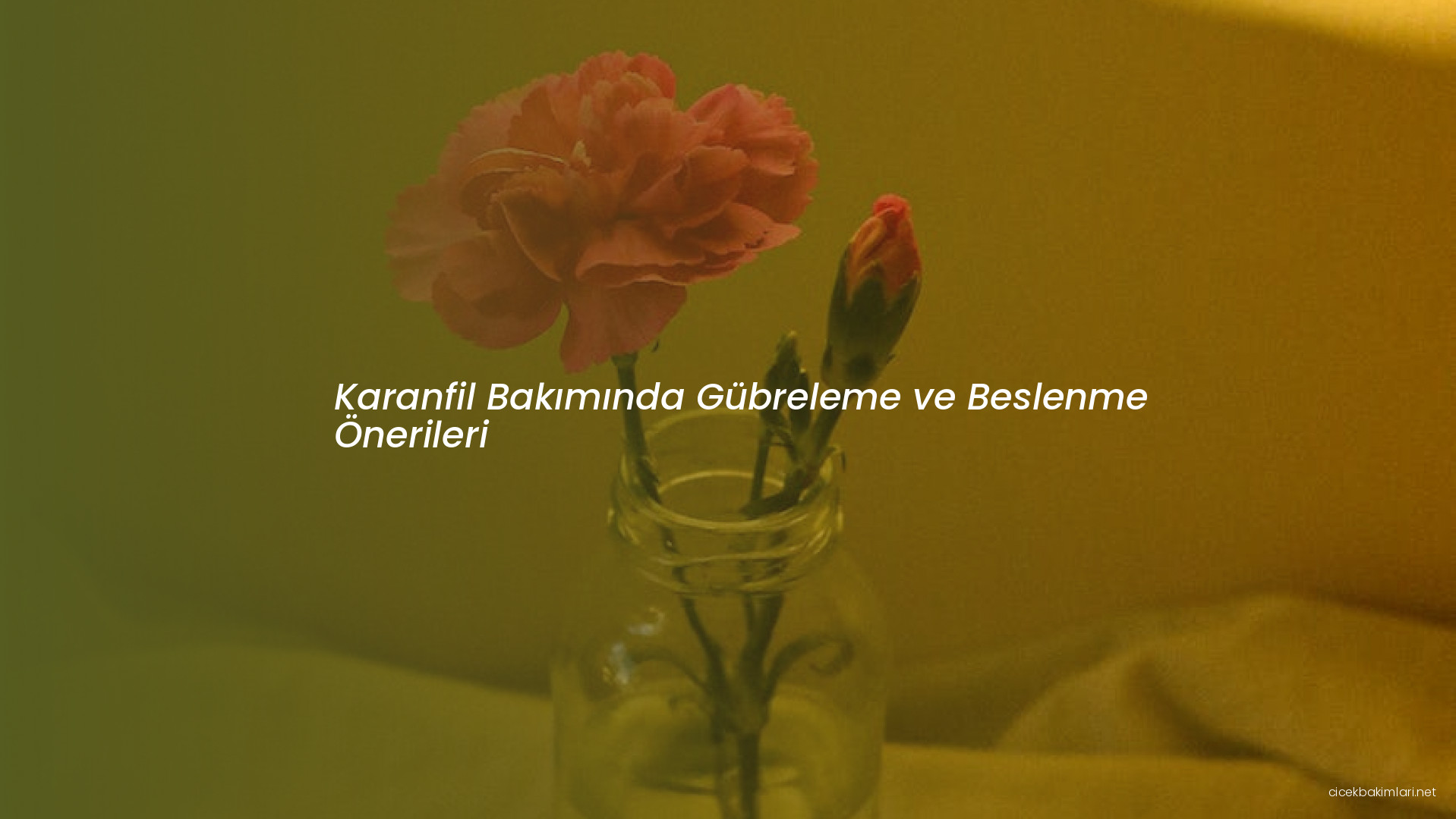 Karanfil Bakımında Gübreleme ve Beslenme Önerileri