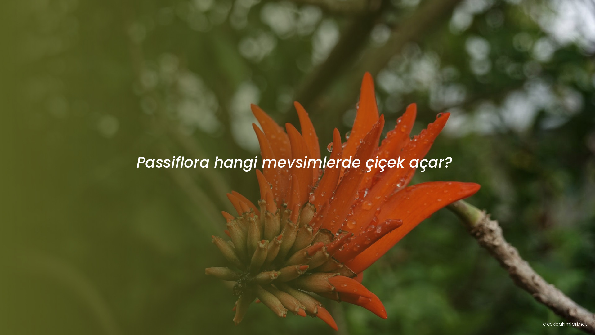 Passiflora hangi mevsimlerde çiçek açar?