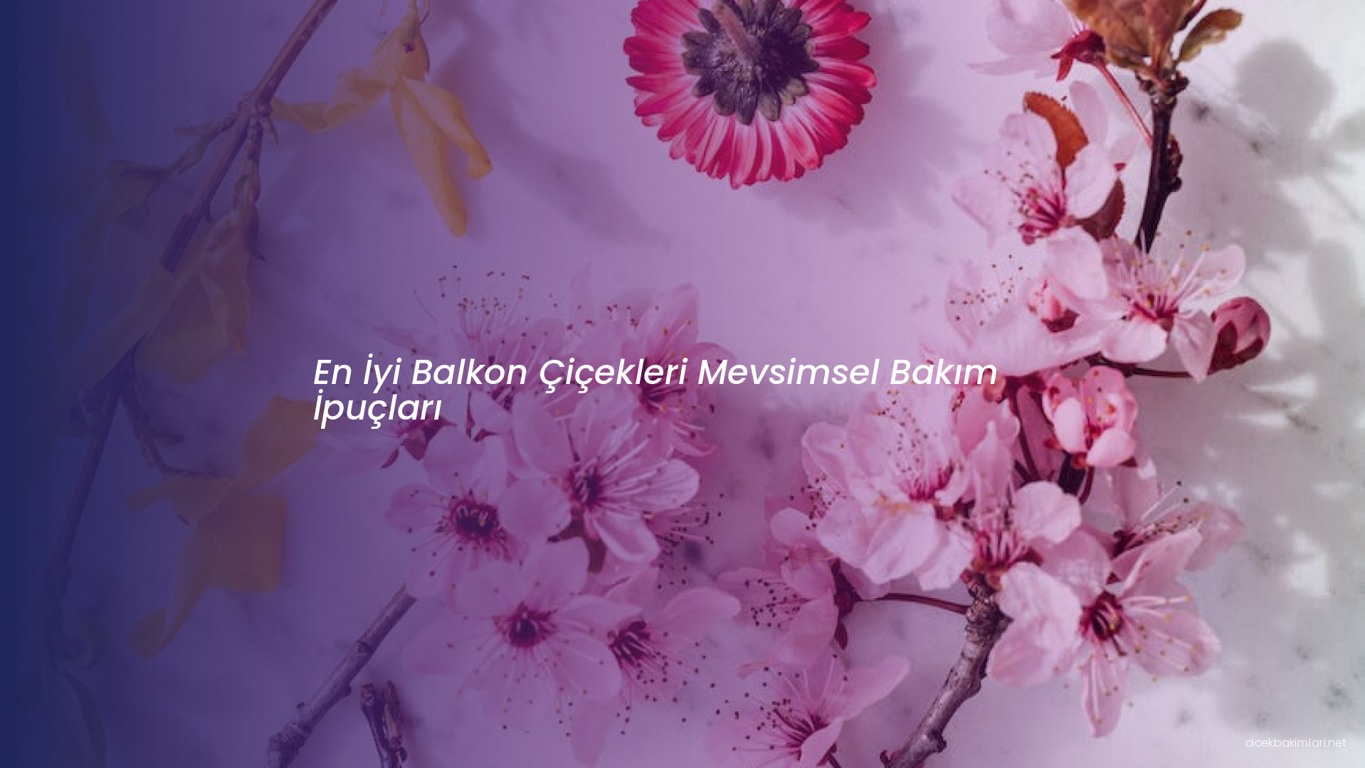 En İyi Balkon Çiçekleri Mevsimsel Bakım İpuçları