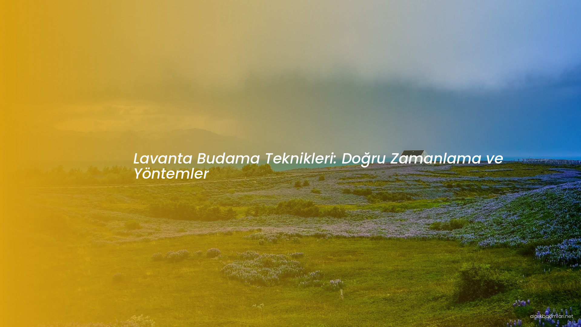 Lavanta Budama Teknikleri: Doğru Zamanlama ve Yöntemler