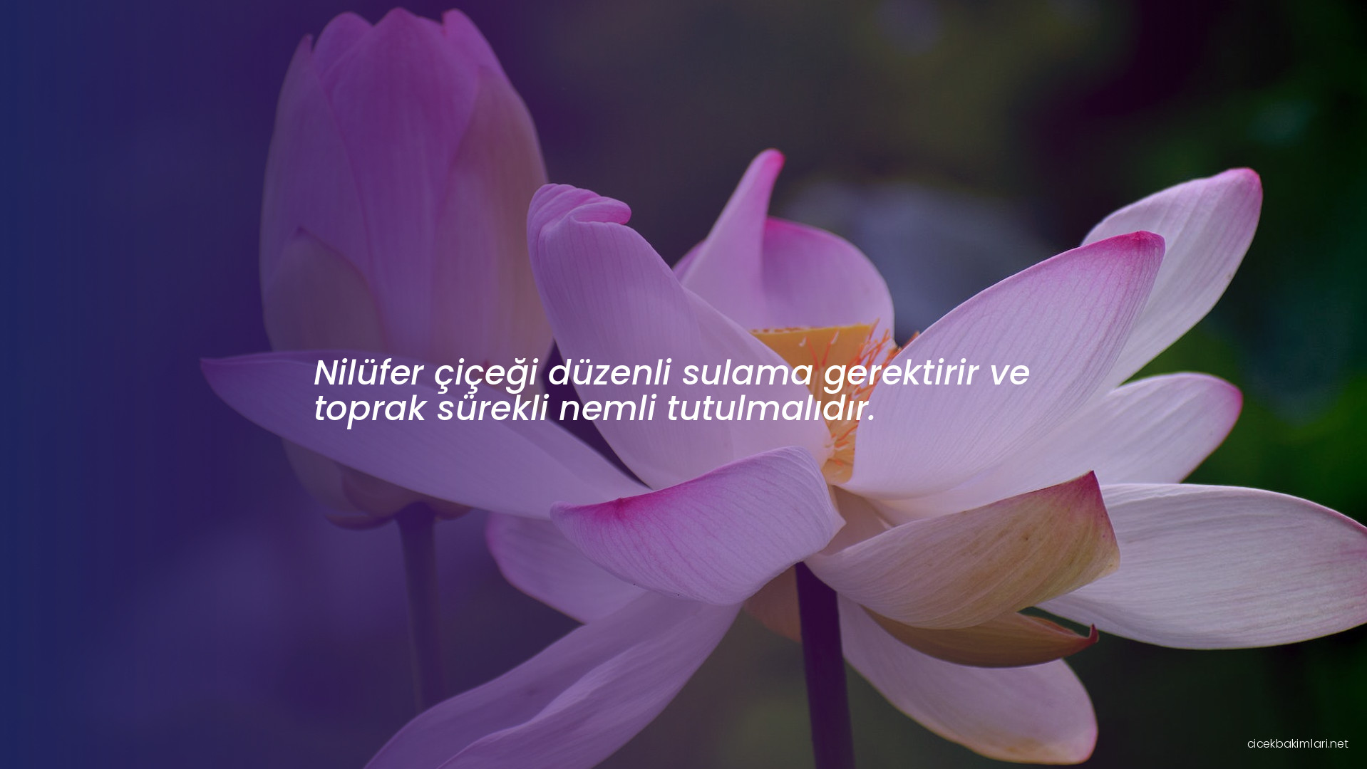 Nilüfer çiçeği düzenli sulama gerektirir ve toprak sürekli nemli tutulmalıdır.