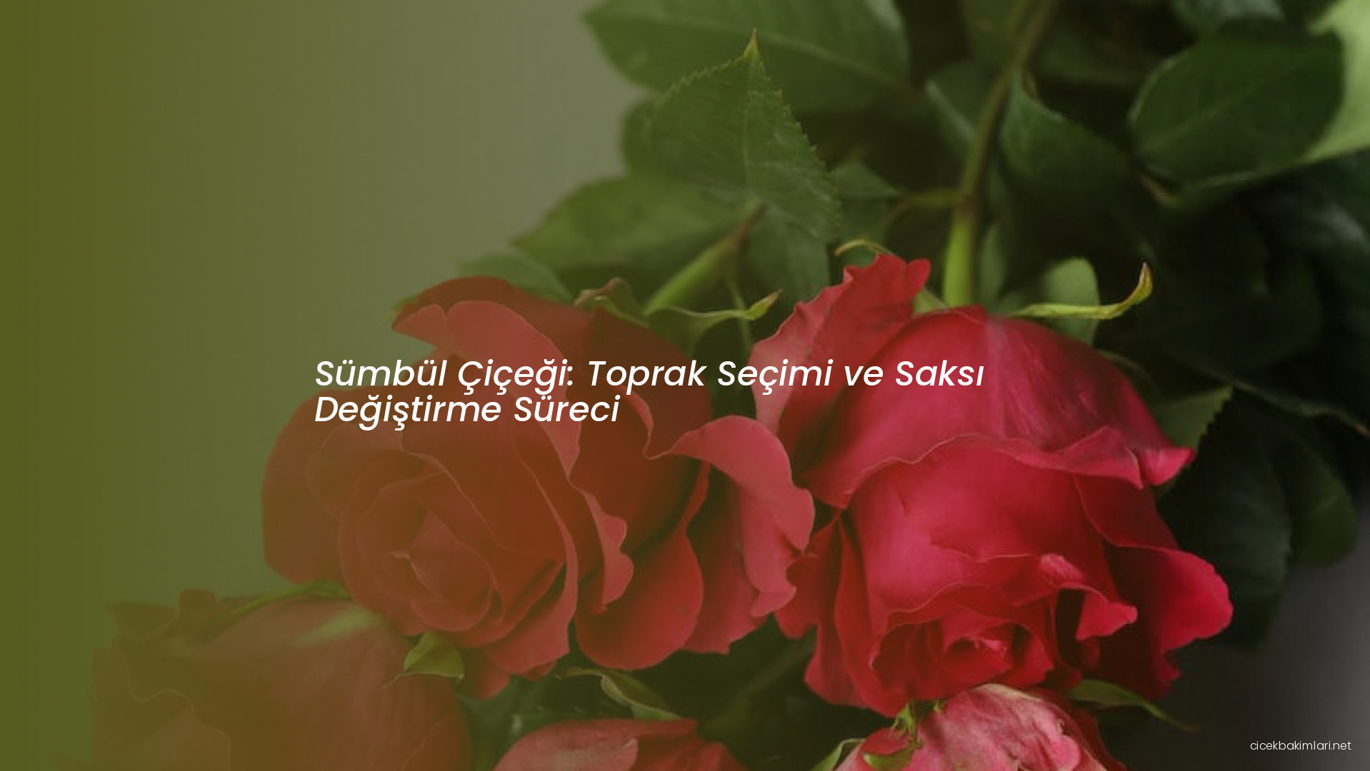 Sümbül Çiçeği: Toprak Seçimi ve Saksı Değiştirme Süreci