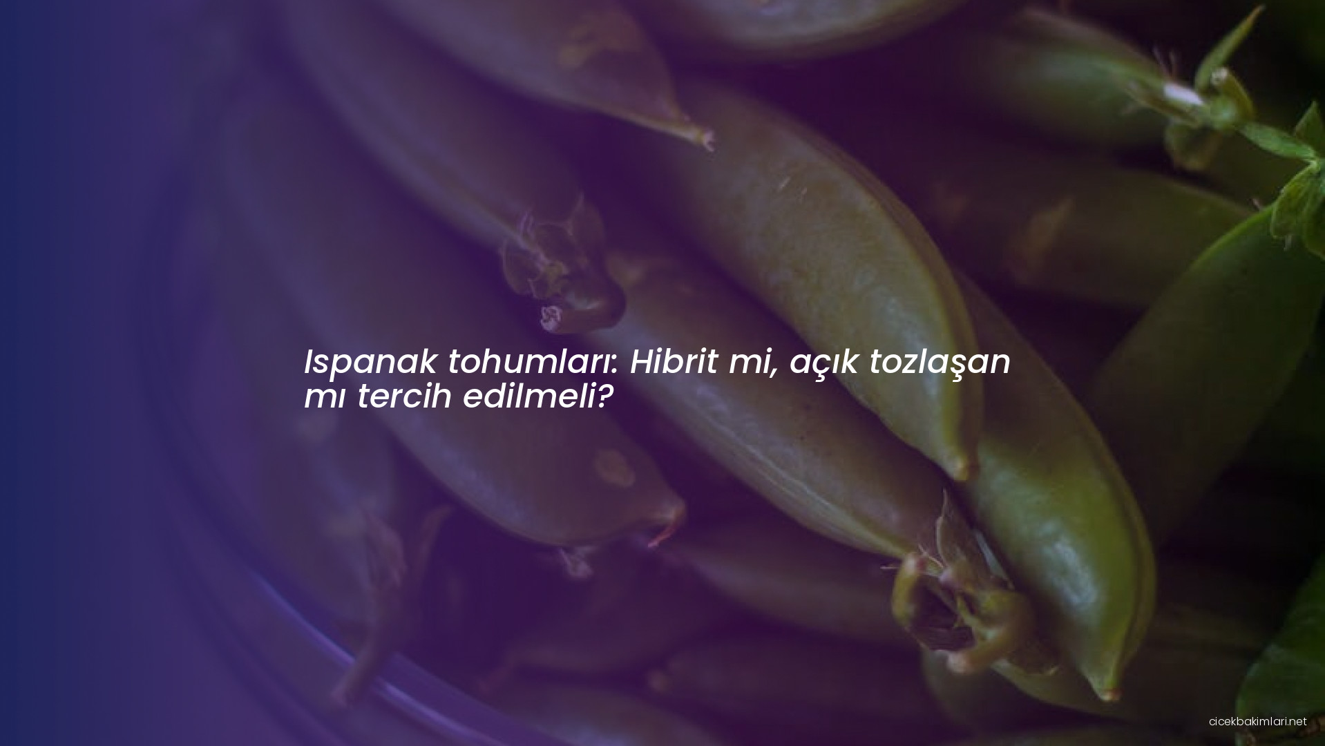 Ispanak tohumları: Hibrit mi, açık tozlaşan mı tercih edilmeli?