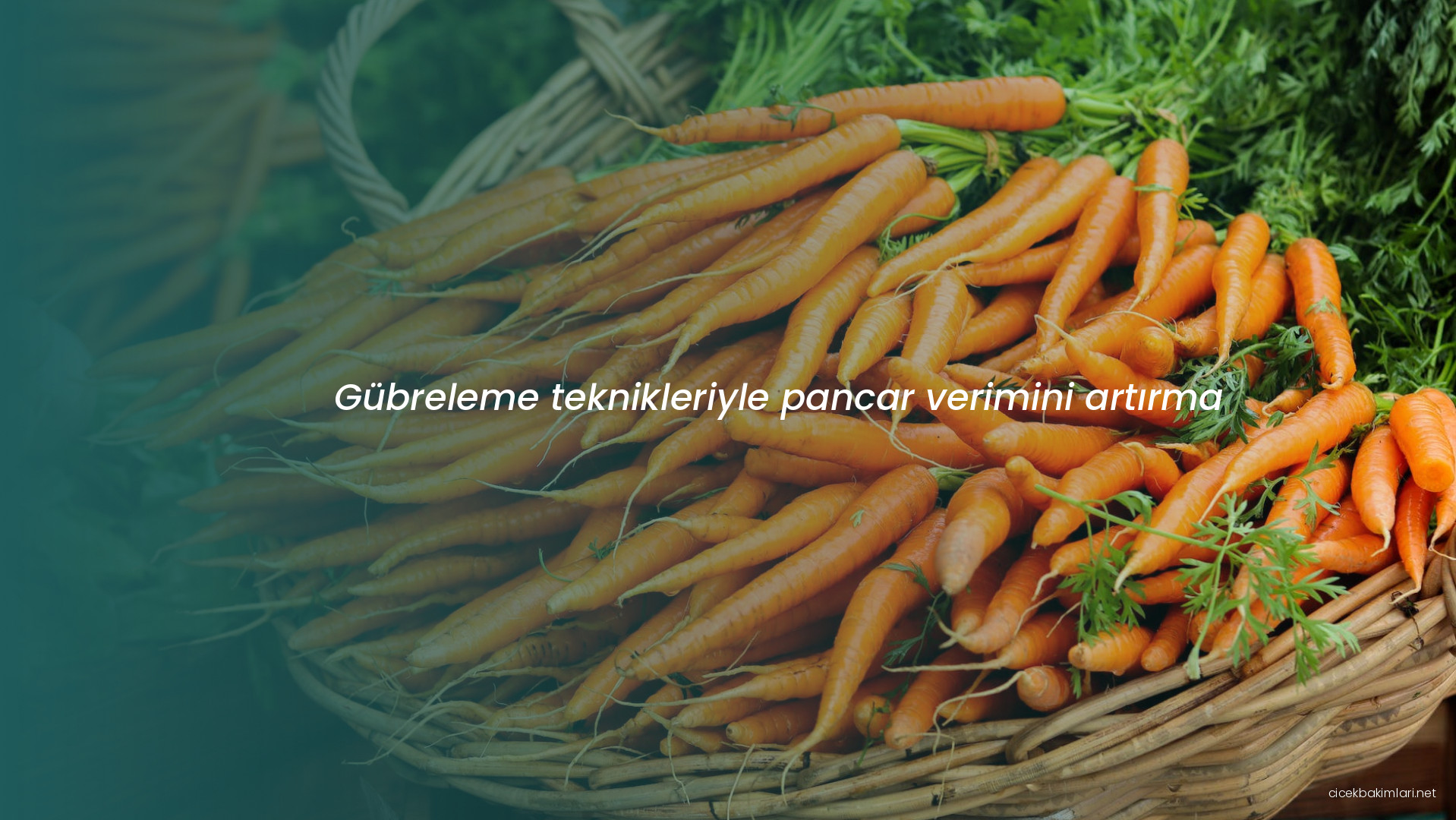 Gübreleme teknikleriyle pancar verimini artırma