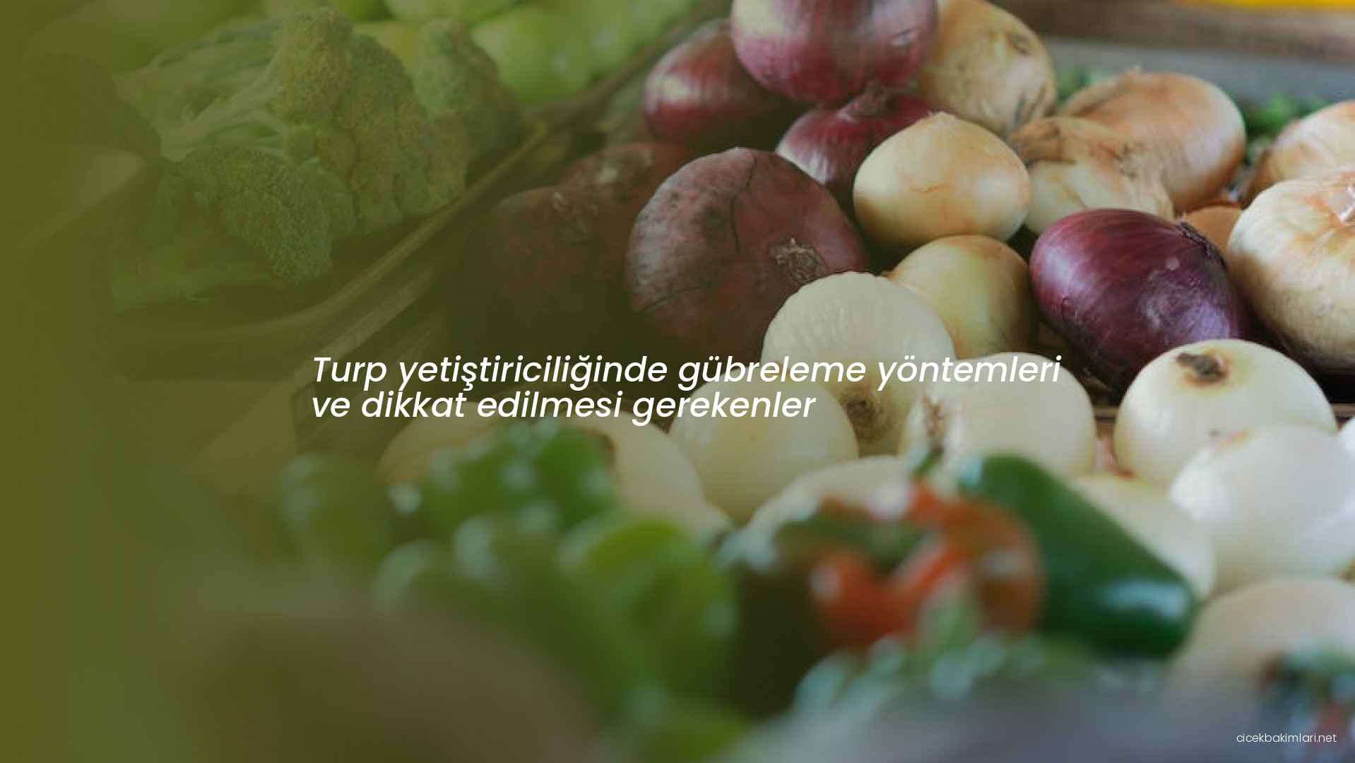 Turp yetiştiriciliğinde gübreleme yöntemleri ve dikkat edilmesi gerekenler