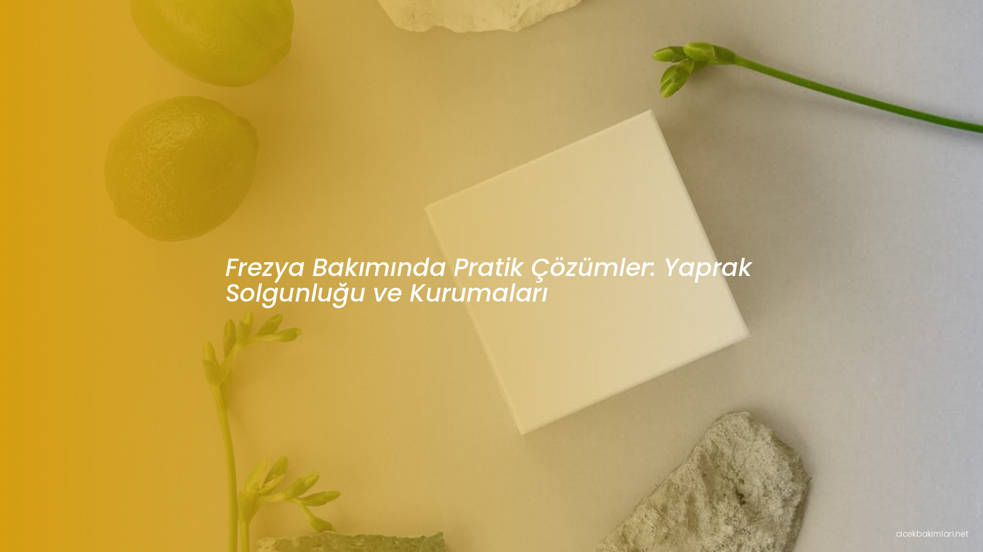 Frezya Bakımında Pratik Çözümler: Yaprak Solgunluğu ve Kurumaları