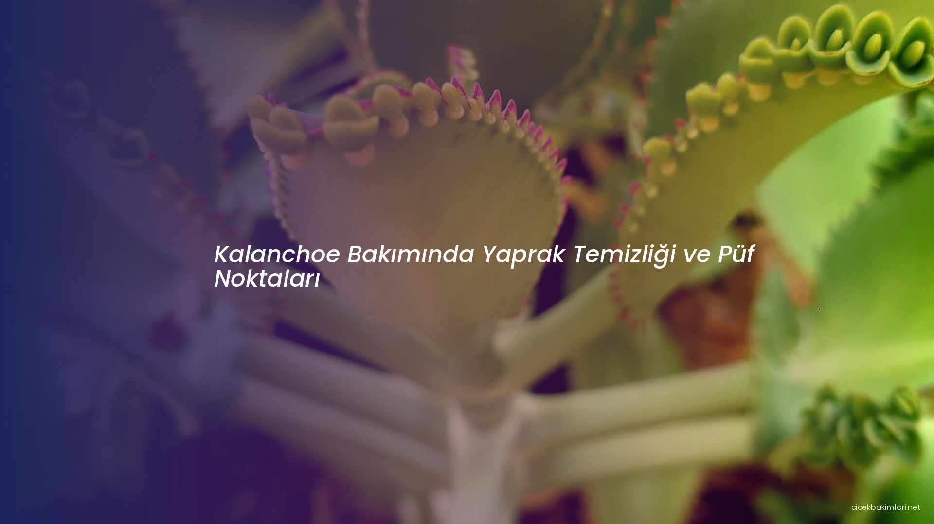 Kalanchoe Bakımında Yaprak Temizliği ve Püf Noktaları