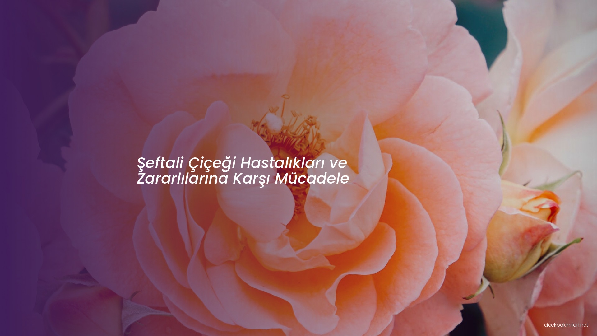 Şeftali Çiçeği Hastalıkları ve Zararlılarına Karşı Mücadele