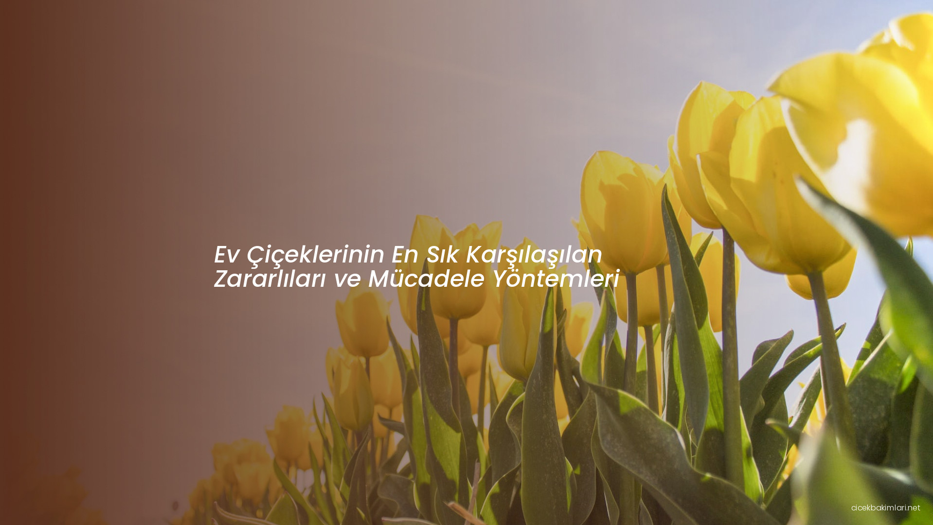 Ev Çiçeklerinin En Sık Karşılaşılan Zararlıları ve Mücadele Yöntemleri