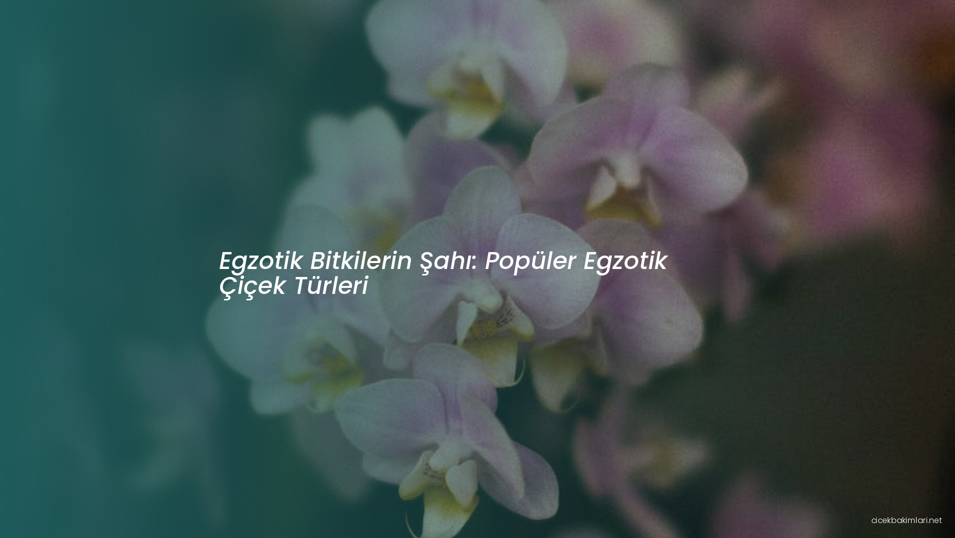 Egzotik Bitkilerin Şahı: Popüler Egzotik Çiçek Türleri