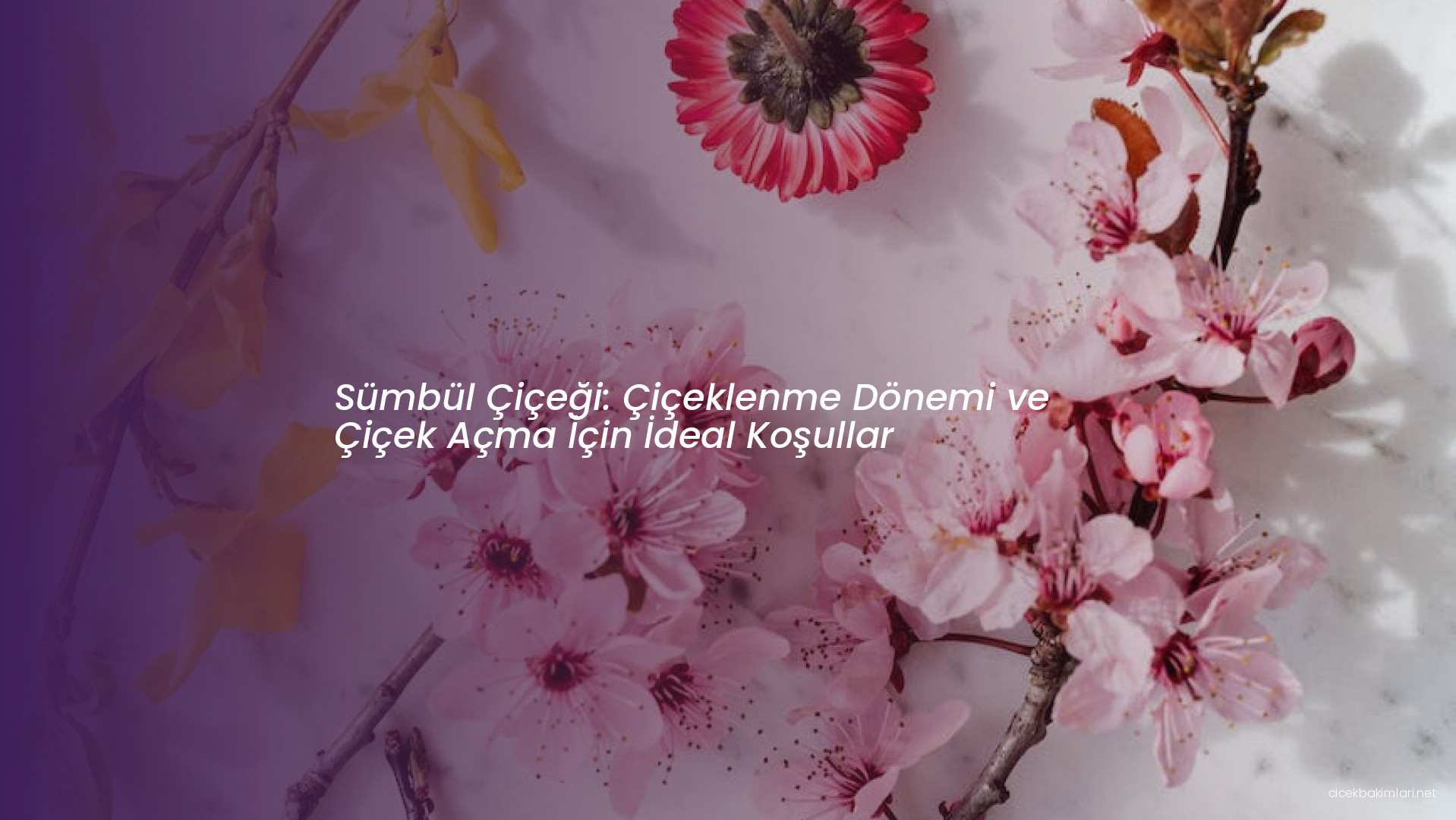 Sümbül Çiçeği: Çiçeklenme Dönemi ve Çiçek Açma İçin İdeal Koşullar