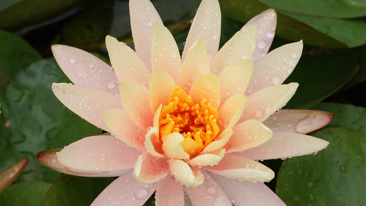 Nilüfer (Nymphaea spp.)