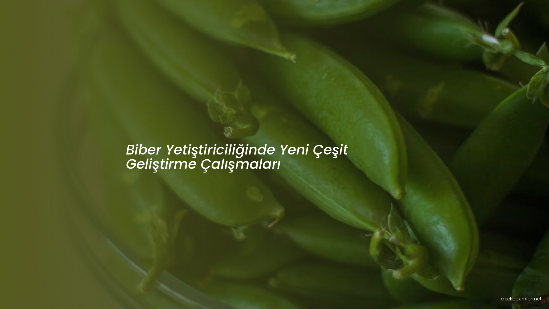 Biber Yetiştiriciliğinde Yeni Çeşit Geliştirme Çalışmaları