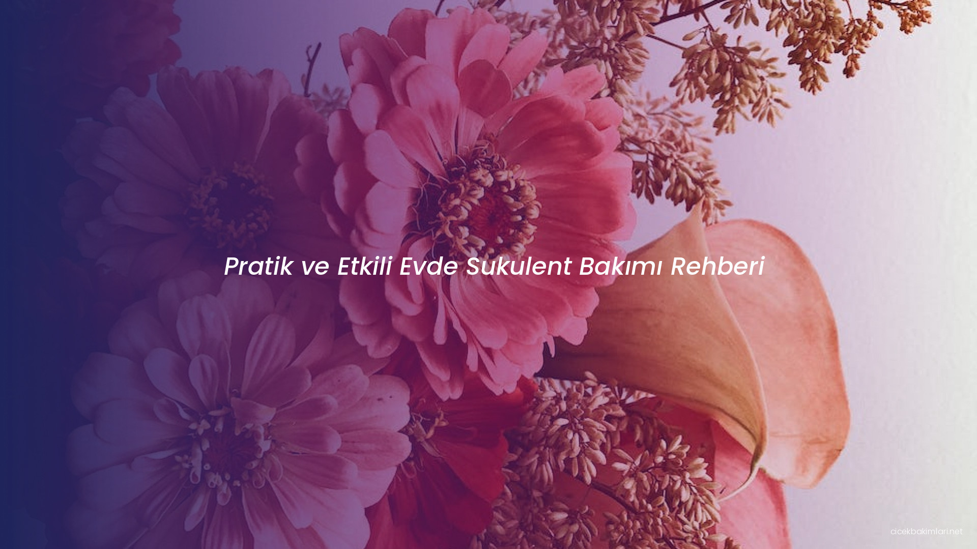 Pratik ve Etkili Evde Sukulent Bakımı Rehberi