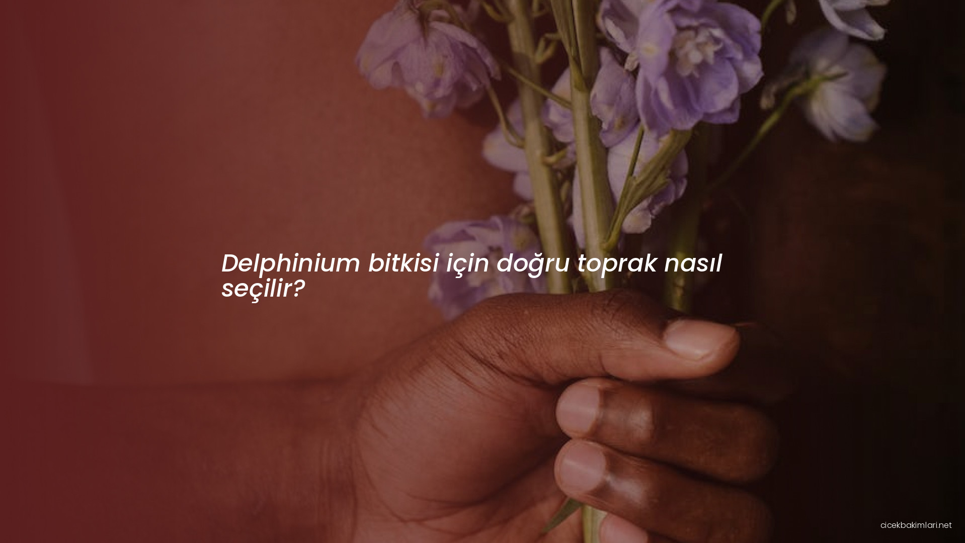 Delphinium bitkisi için doğru toprak nasıl seçilir?