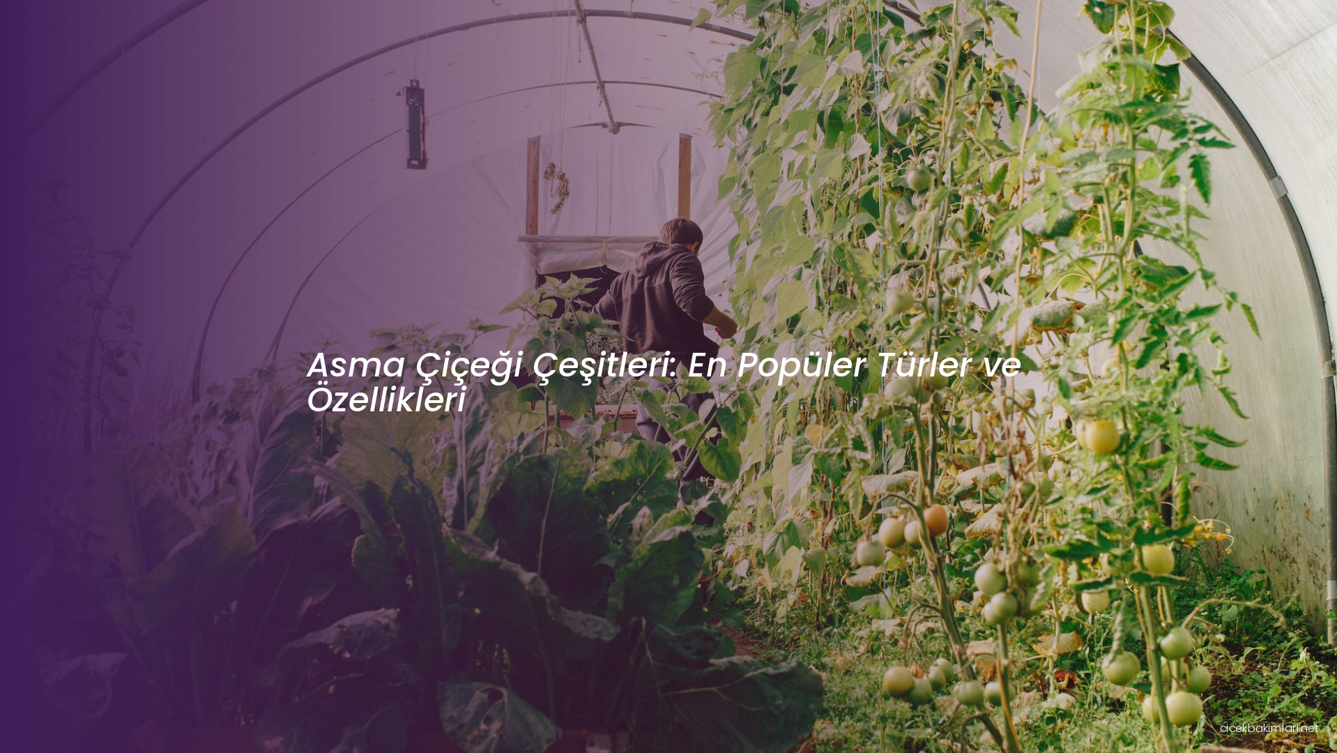 Asma Çiçeği Çeşitleri: En Popüler Türler ve Özellikleri