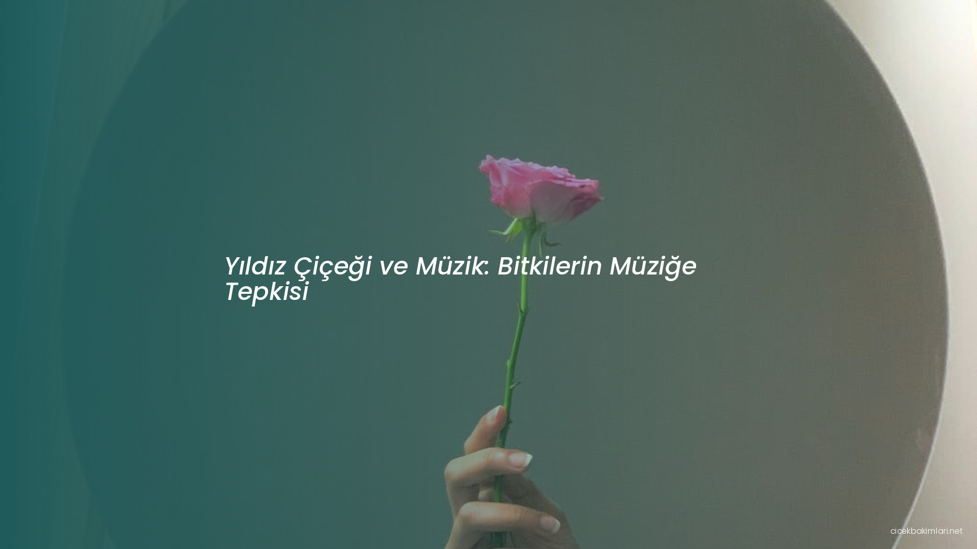 Yıldız Çiçeği ve Müzik: Bitkilerin Müziğe Tepkisi