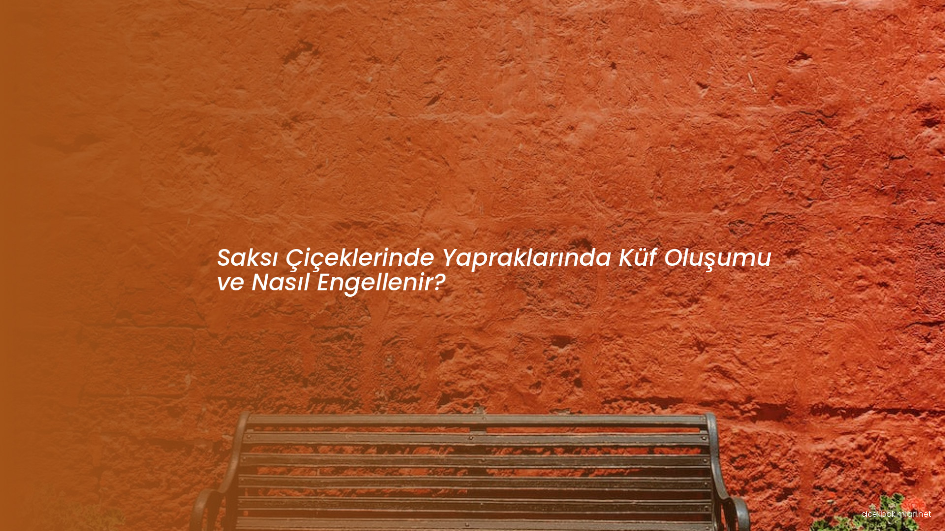 Saksı Çiçeklerinde Yapraklarında Küf Oluşumu ve Nasıl Engellenir?