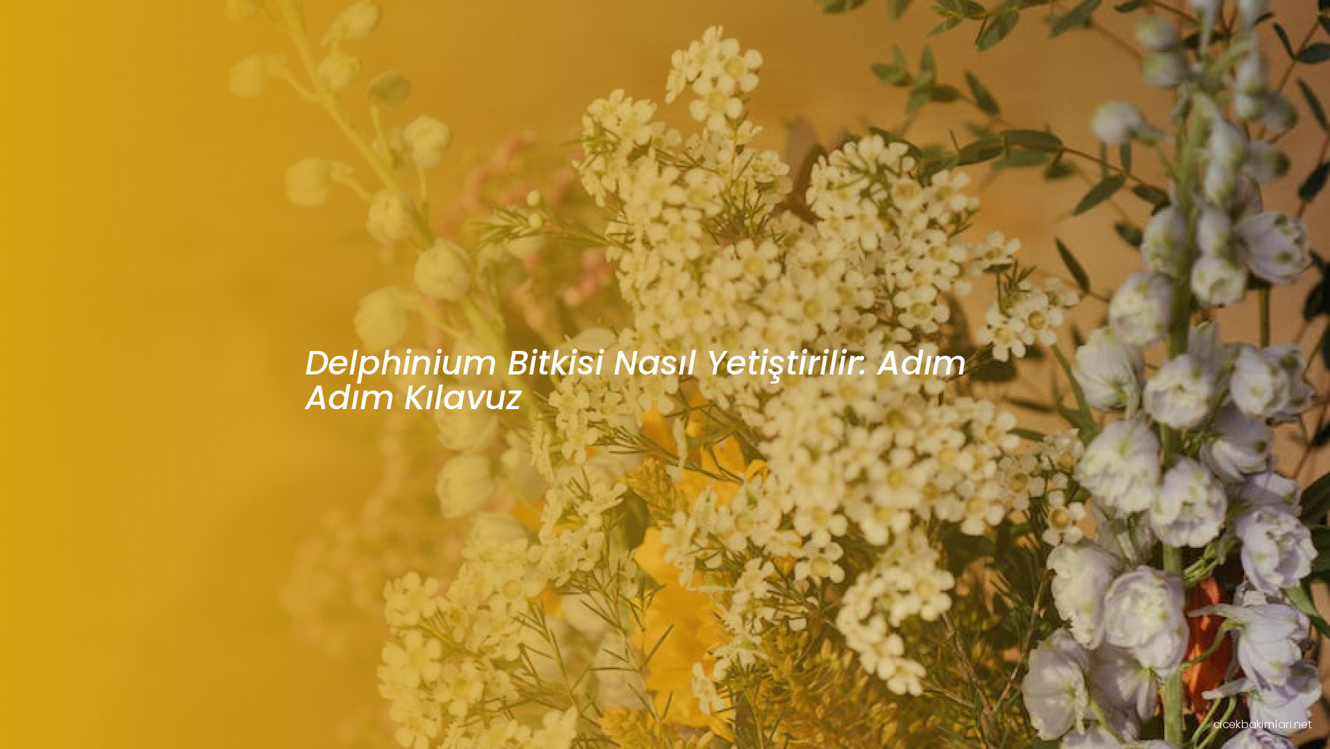 Delphinium Bitkisi Nasıl Yetiştirilir: Adım Adım Kılavuz