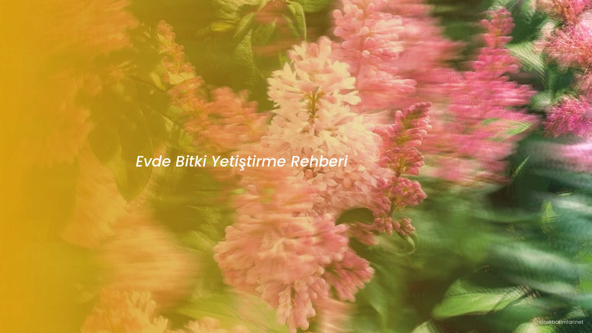 Evde Bitki Yetiştirme Rehberi