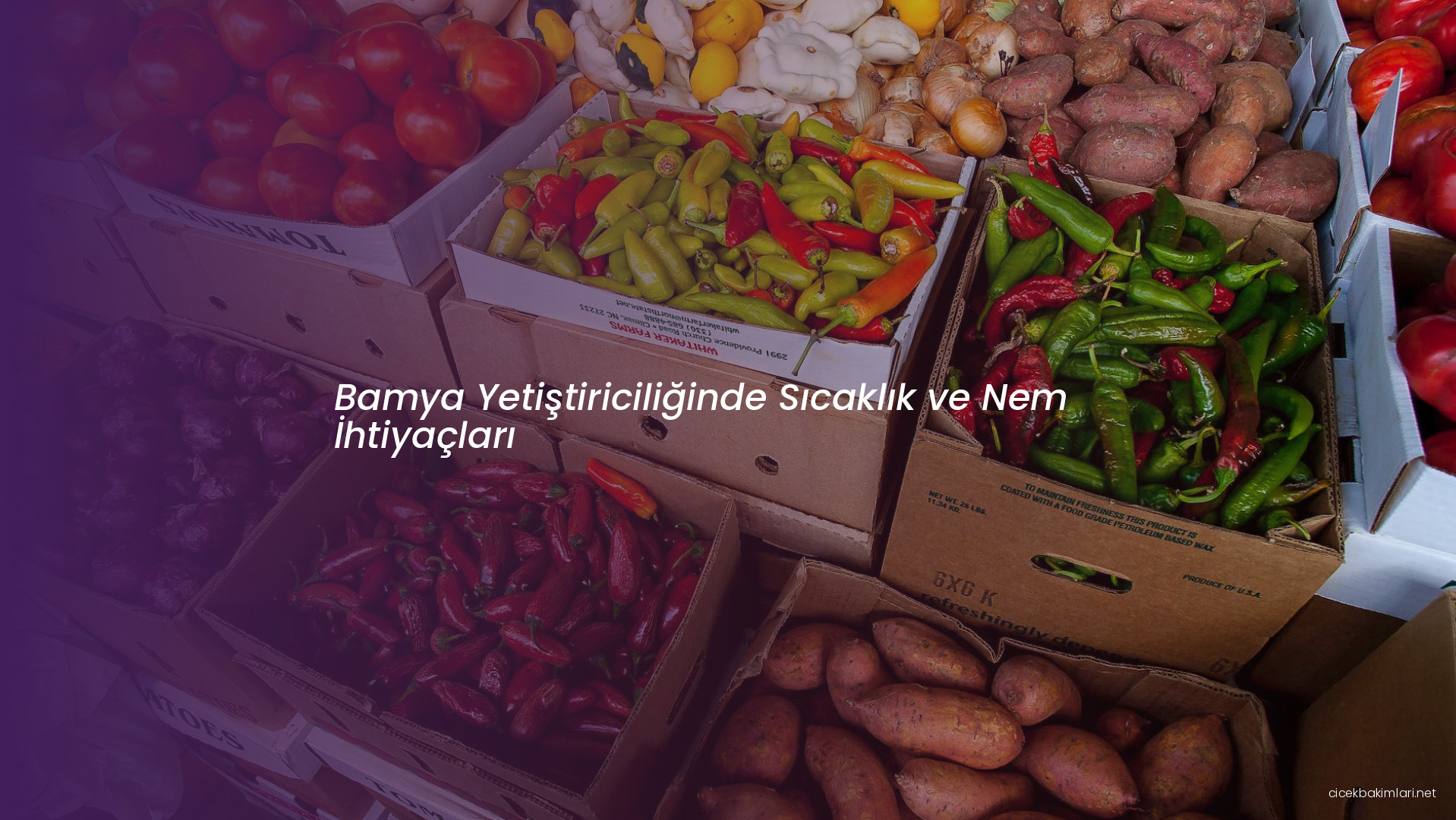 Bamya Yetiştiriciliğinde Sıcaklık ve Nem İhtiyaçları