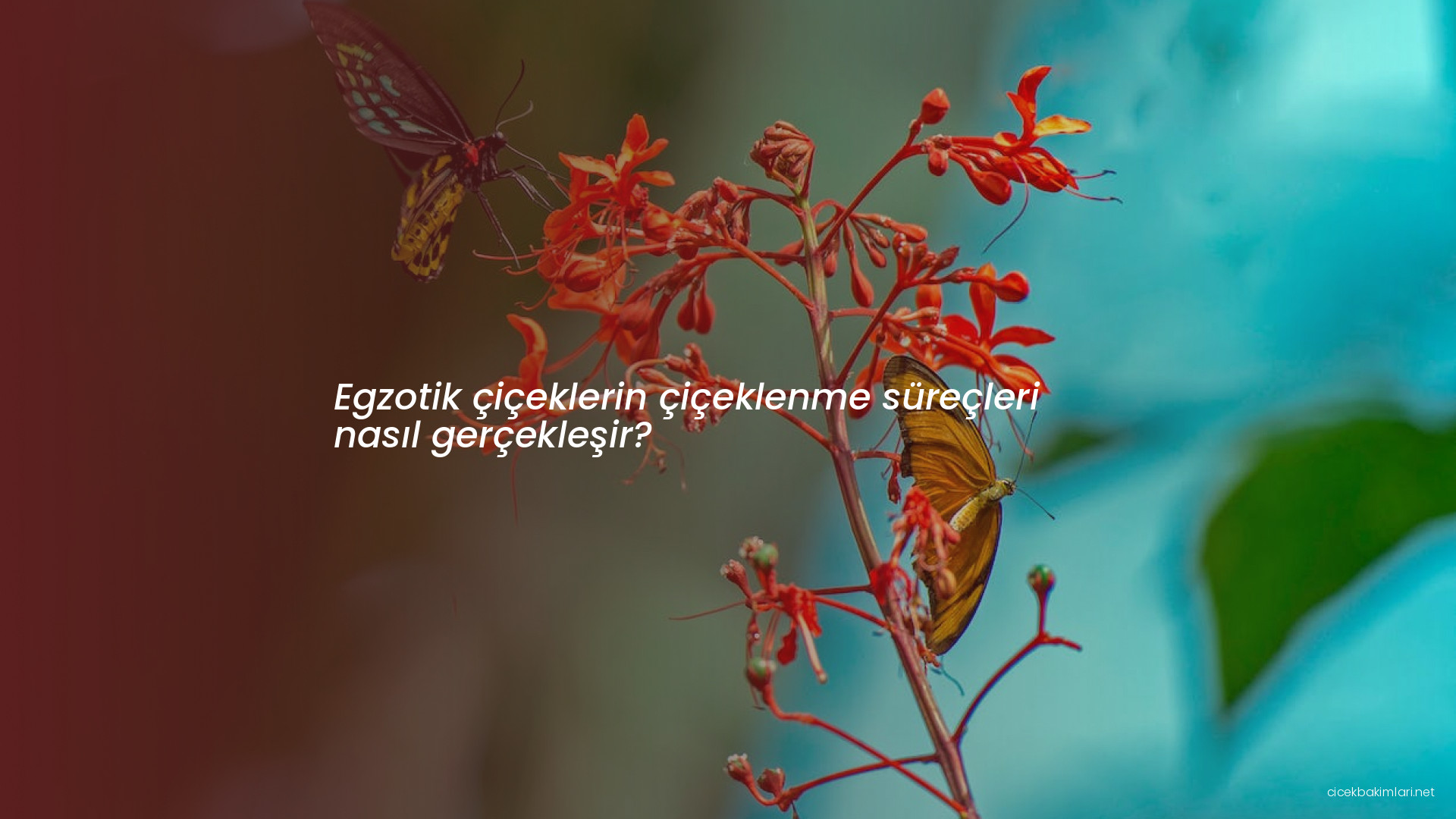 Egzotik çiçeklerin çiçeklenme süreçleri nasıl gerçekleşir?