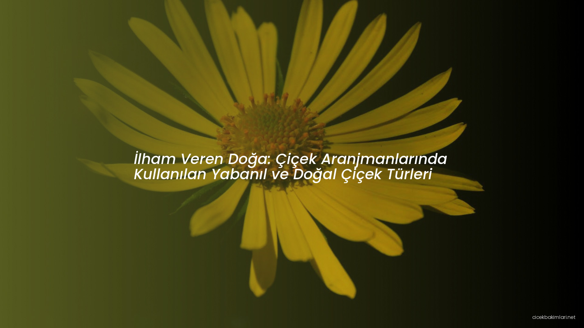 İlham Veren Doğa: Çiçek Aranjmanlarında Kullanılan Yabanıl ve Doğal Çiçek Türleri