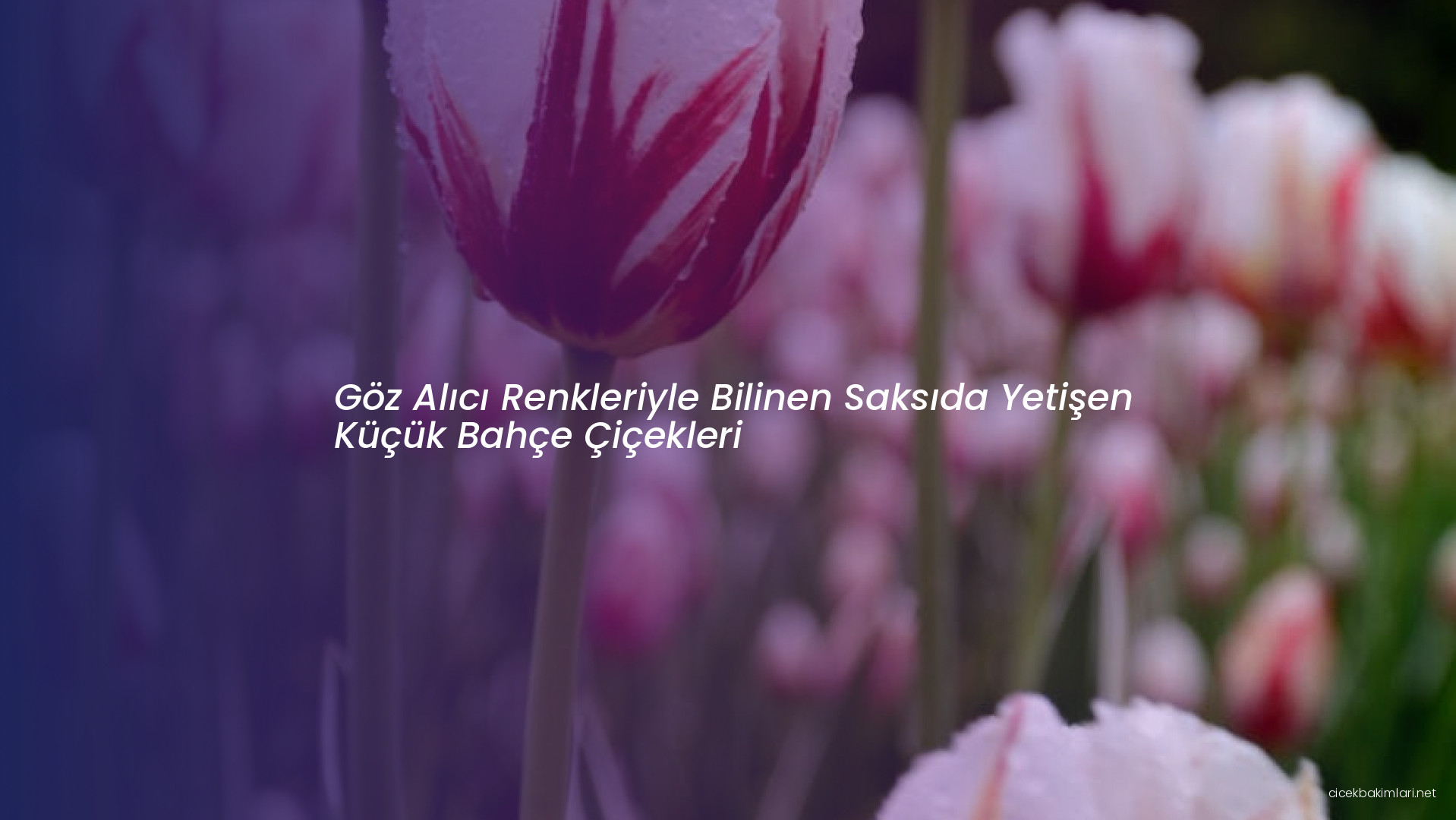 Göz Alıcı Renkleriyle Bilinen Saksıda Yetişen Küçük Bahçe Çiçekleri