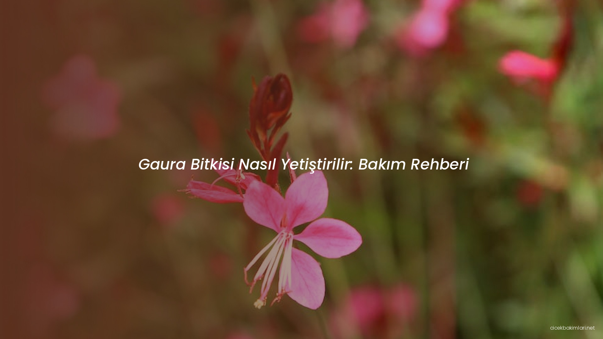 Gaura Bitkisi Nasıl Yetiştirilir: Bakım Rehberi