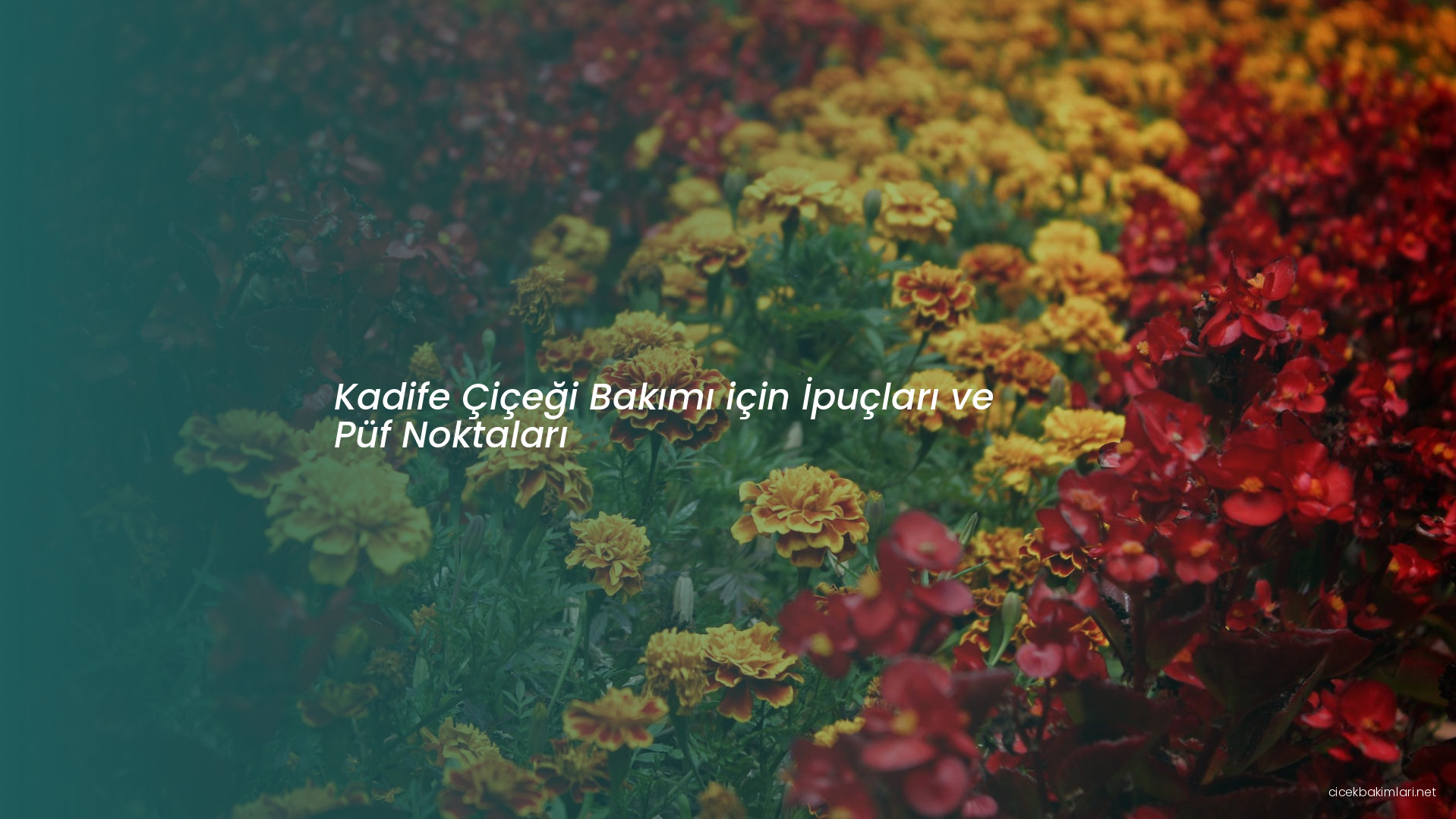 Kadife Çiçeği Bakımı için İpuçları ve Püf Noktaları