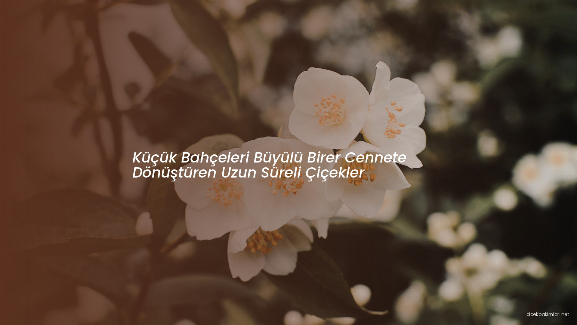 Küçük Bahçeleri Büyülü Birer Cennete Dönüştüren Uzun Süreli Çiçekler