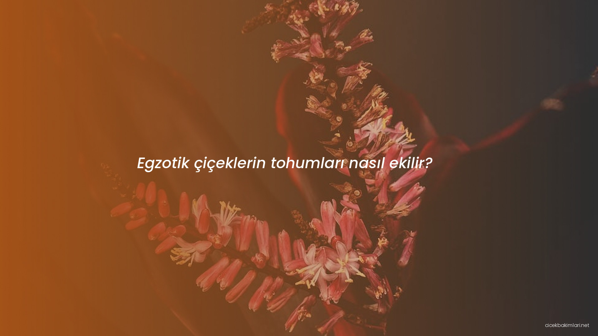 Egzotik çiçeklerin tohumları nasıl ekilir?